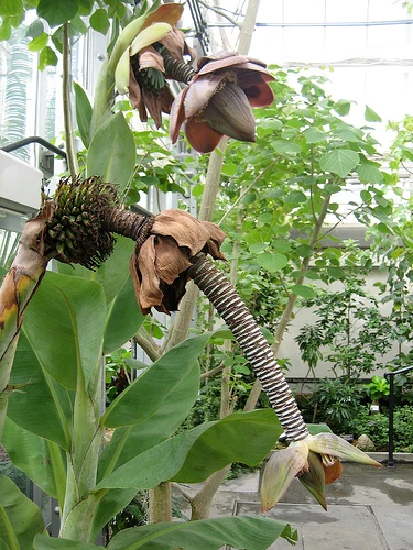 Thailandsk Banan - Ensete Superbum -SJÆLDEN