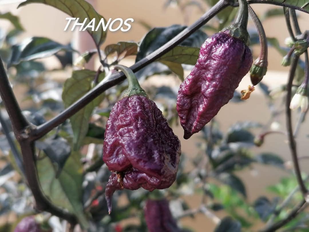 Thanos - C.Chinense - Image 3
