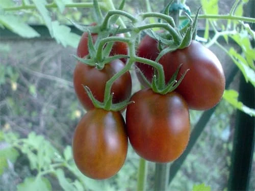 Tomat - Black Plum
