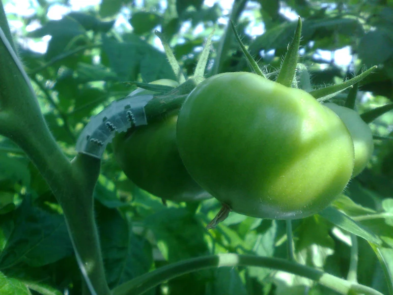 Tomatklasebeskytter - 50 stk - Image 5