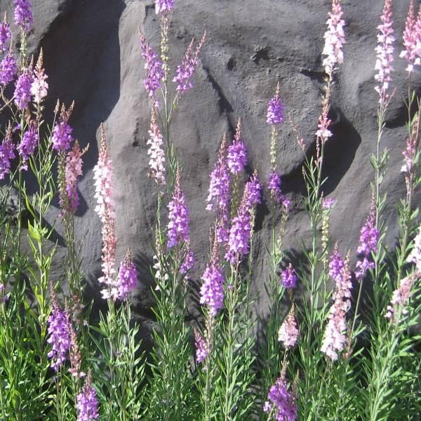 Torskemund - Linaria purpurea