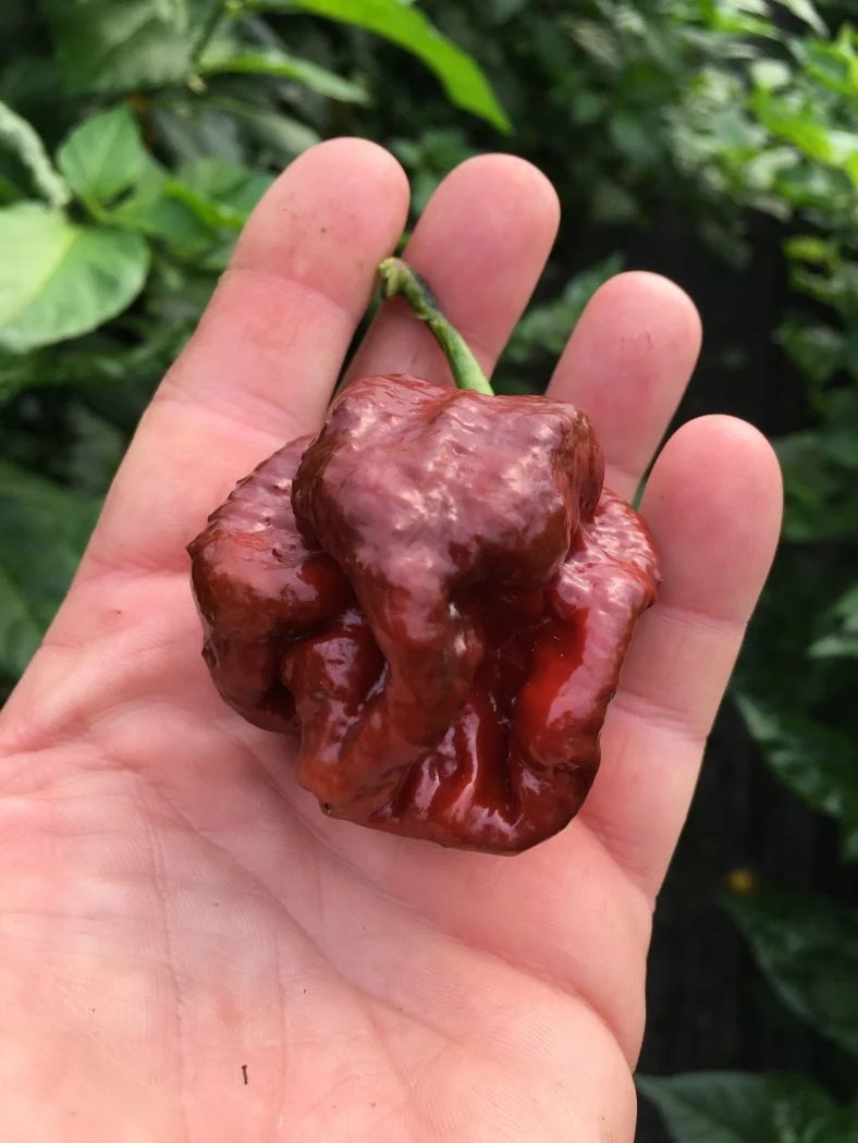 Trinidad Scorpion Moruga Chocolate - 100 gram