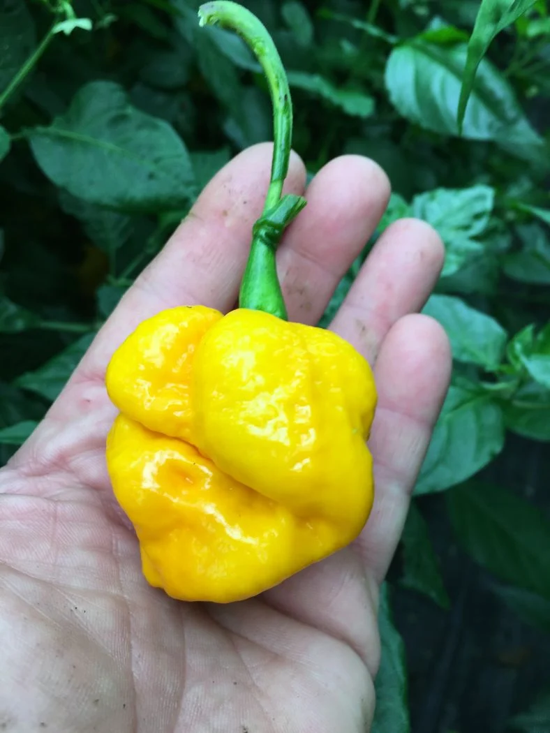 Trinidad Scorpion Moruga Yellow - C. chinense
