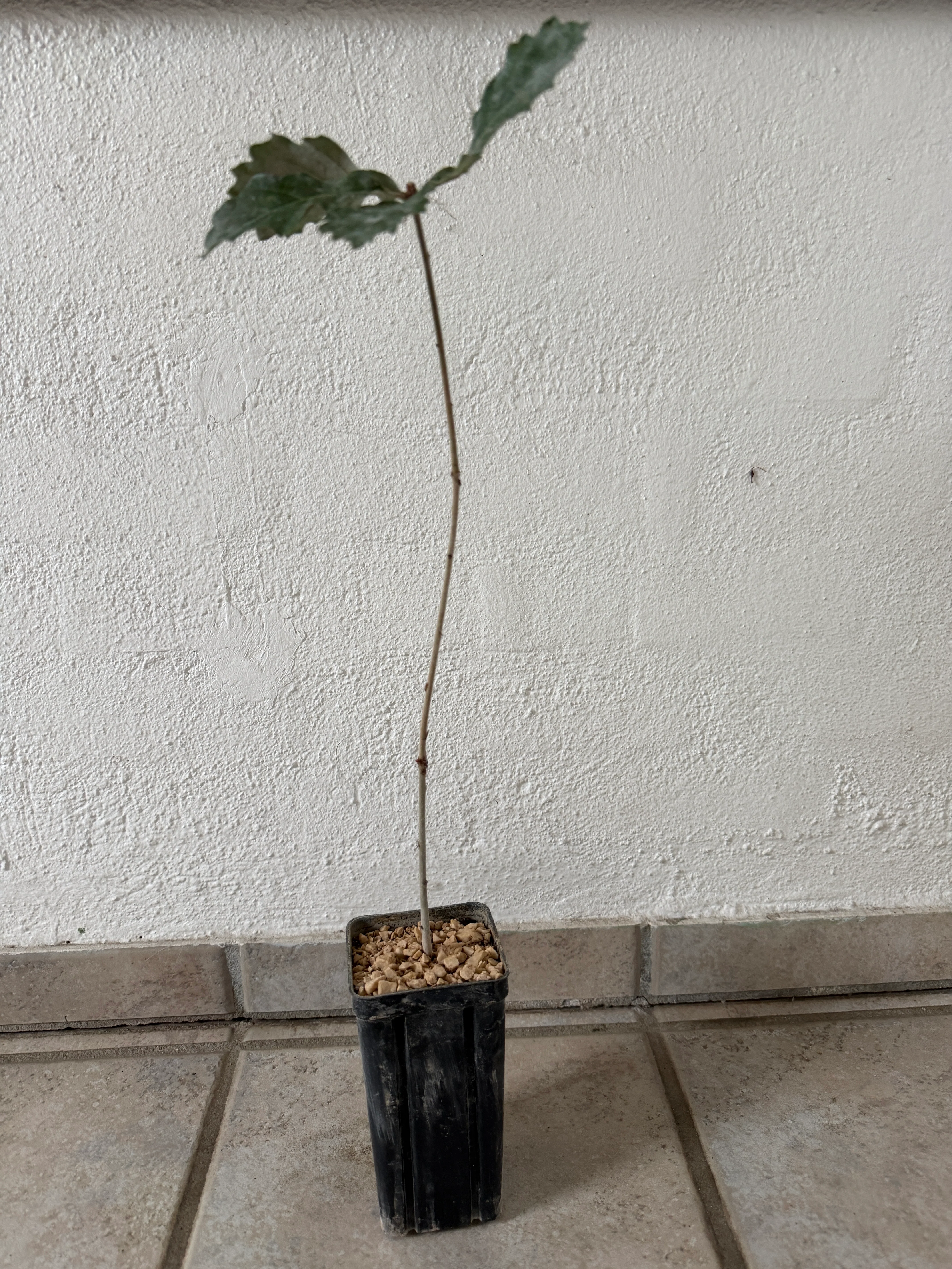 Trøffeltræ - Sort trøffel (Vinter-eg/Tuber melanosporum) - Image 2