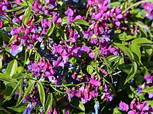 Vårfladbælg - Lathyrus vernus