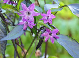 Vampire - C.annuum - Image 2