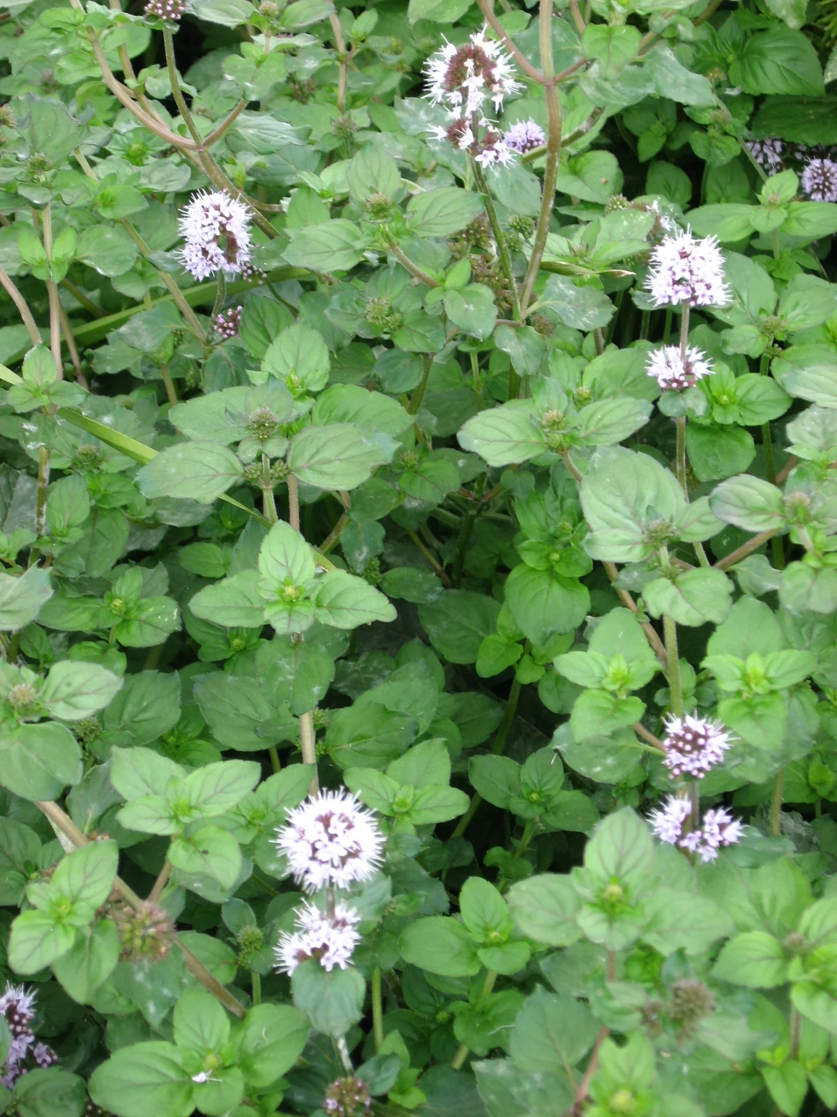 Vand mynte -Mentha aquatica