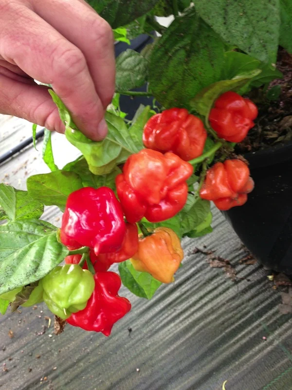 Vicente's Sweet Habanero - 10 frugter