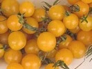 Yellow marble - Tomat