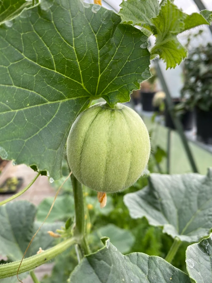 Yubari - Hokaido Melon - Image 2
