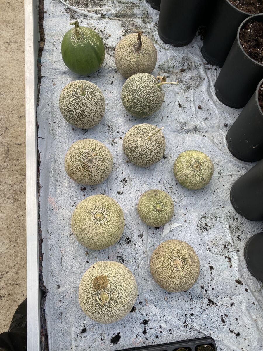 Yubari - Hokaido Melon - Image 3
